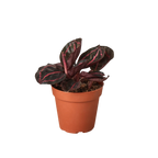 Calathea 'Dottie' – view 4