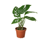 Monstera Adansonii 'Swiss Cheese' – view 14