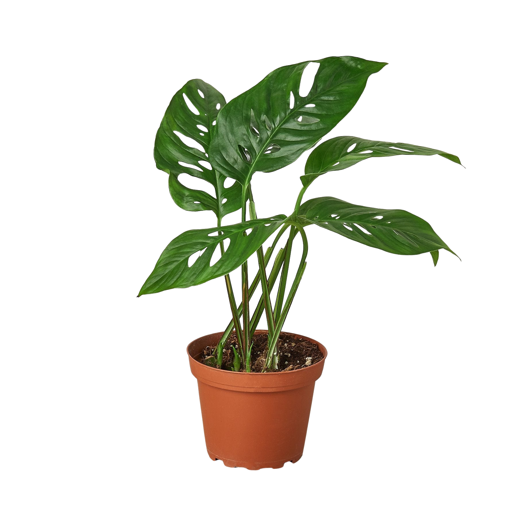 Monstera Adansonii 'Swiss Cheese' – view 14