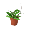 Hoya 'Publicalyx' Live Plant – 4" Nursery Pot