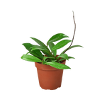 Hoya 'Publicalyx' Live Plant – 4" Nursery Pot