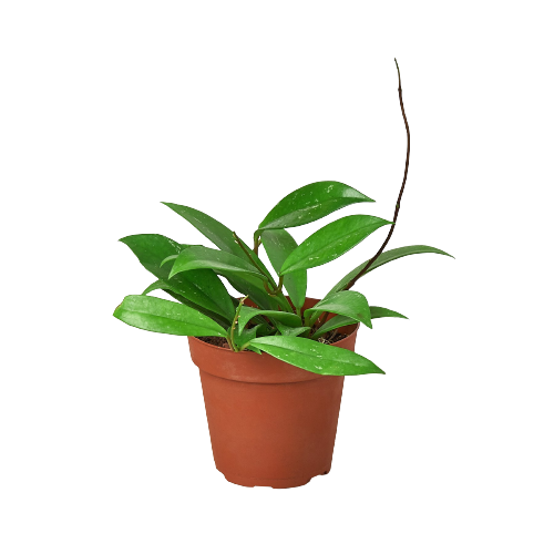 Hoya 'Publicalyx' Live Plant – 4" Nursery Pot