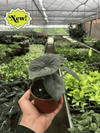 Alocasia 'Melo' by House Plant Dropship