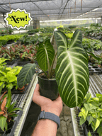 Xanthosoma 'Lendenii' – view 2
