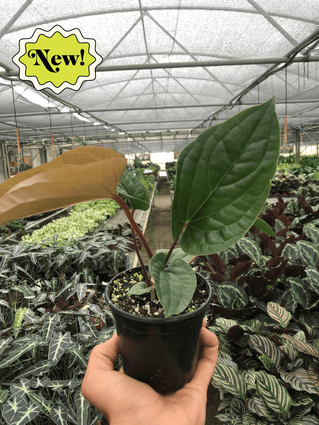 Anthurium 'Radicans x Luxurians' – view 4