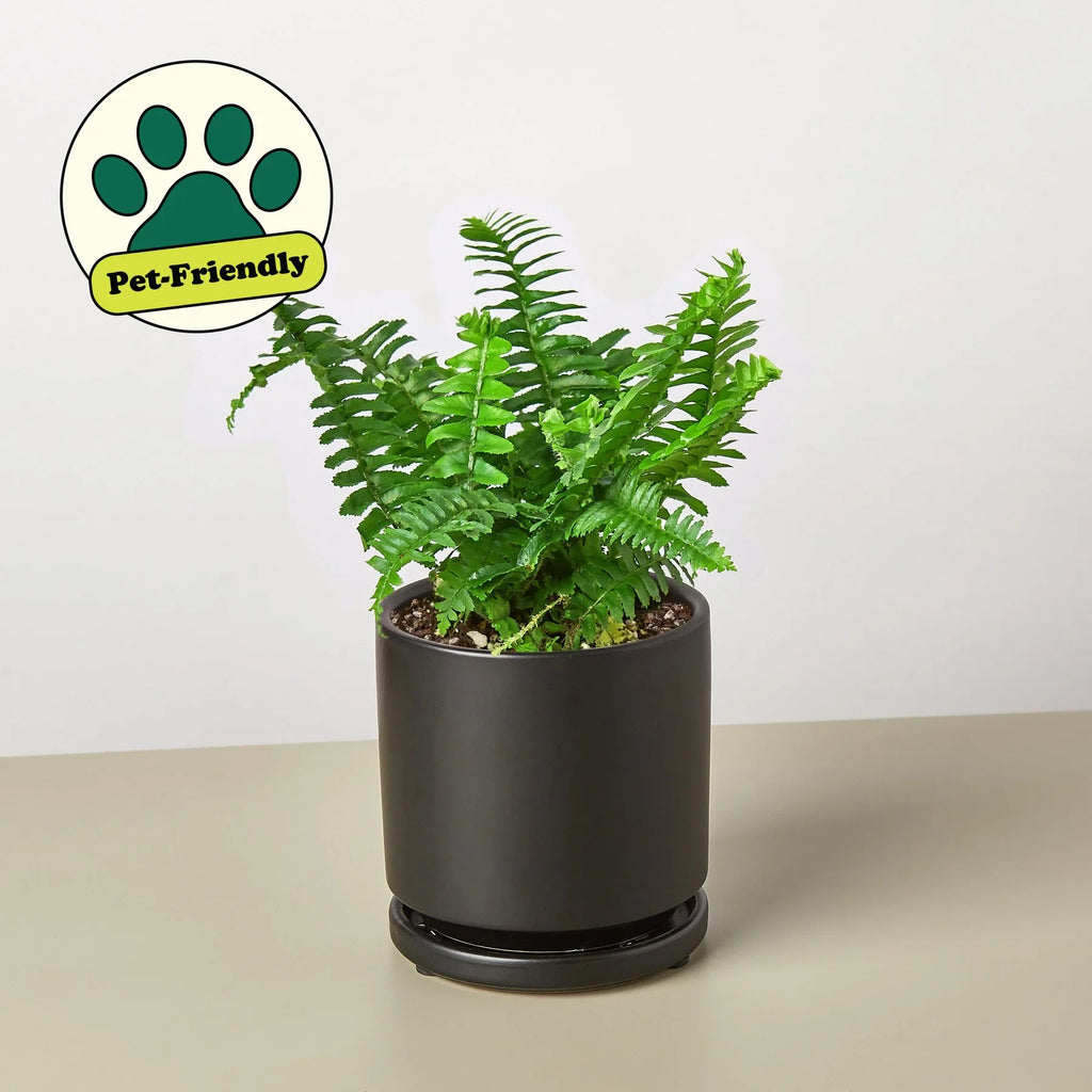 Jester's Crown Fern – view 10
