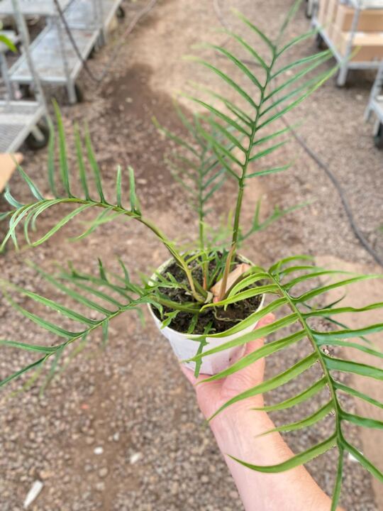 Philodendron 'Tortum' – view 4