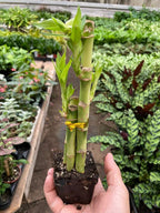Dracaena 'Lucky Bamboo' – view 4