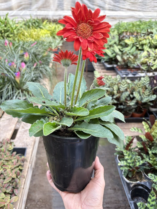 Gerbera Sweet Love Red – view 4