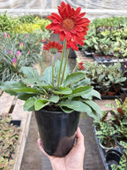 Gerbera Sweet Love Red – view 4