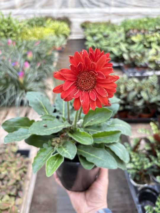Gerbera Sweet Love Red – view 2