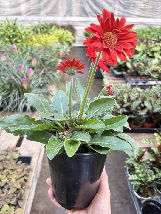 Gerbera Sweet Love Red – view 3