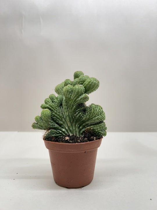 Succulent Cereus Coral Green – view 5