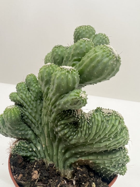 Succulent Cereus Coral Green – view 4