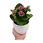 Kalanchoe 'Blossfeldiana'