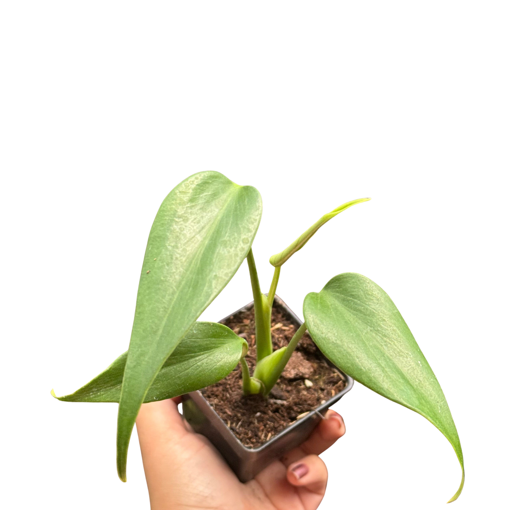Monstera Burle Marx Flame – view 4