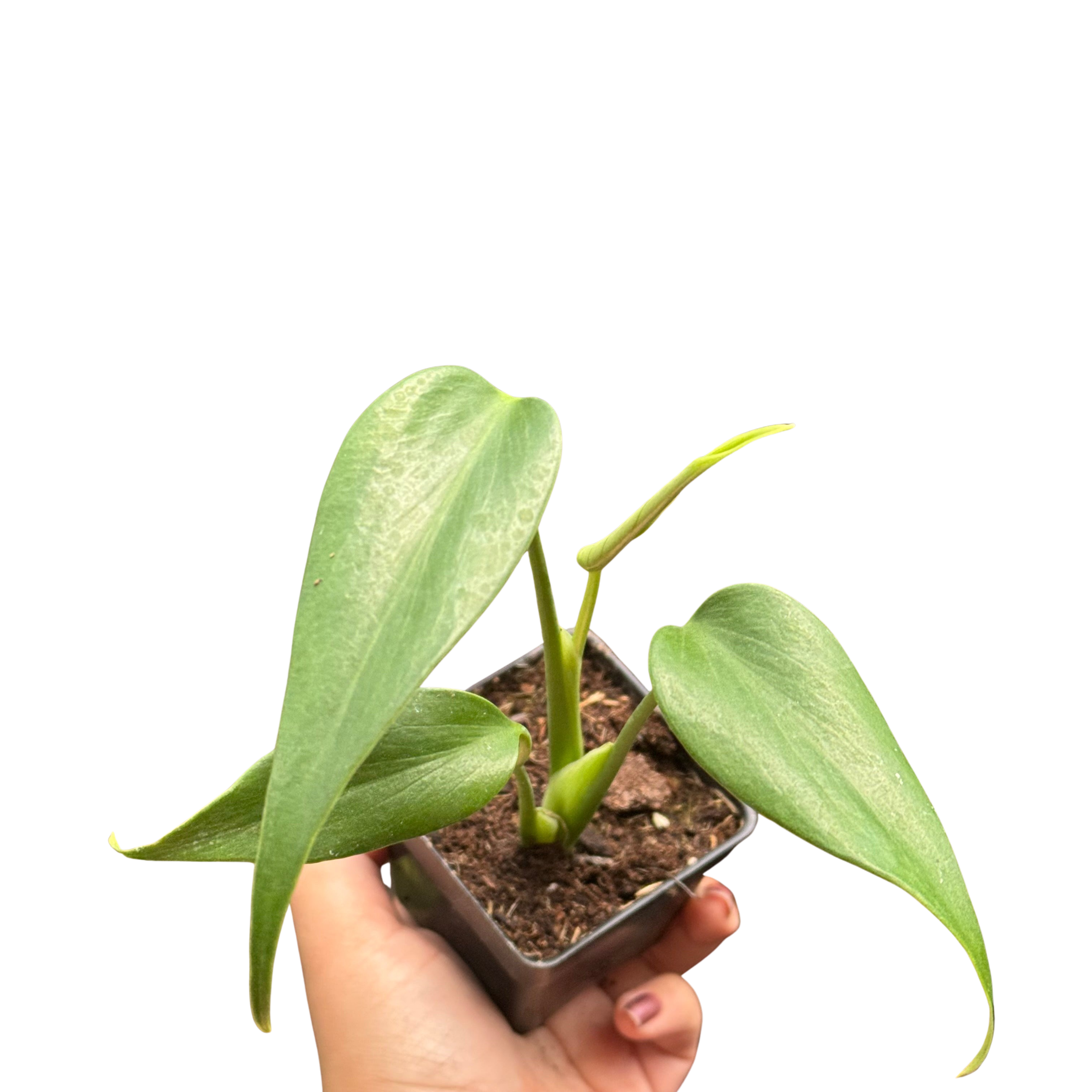 Monstera Burle Marx Flame – view 4