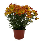 Mums (Chrysanthemum) Live Plant