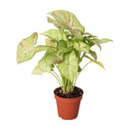 Syngonium 'Confetti' Live Plant