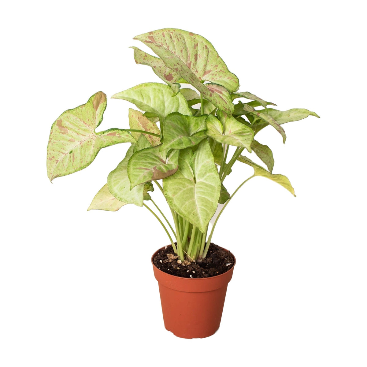Syngonium 'Confetti' Live Plant