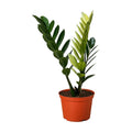 Zamioculcas 'Chameleon'