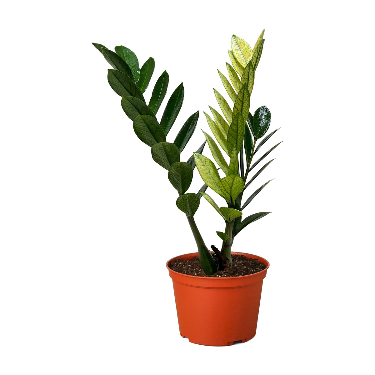 Zamioculcas 'Chameleon'